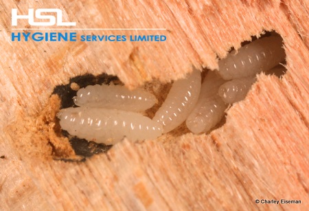 best pest control company in bangladesh