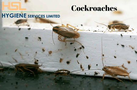 pest control company in bangladesh