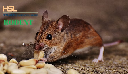 pest control service in bangladesh